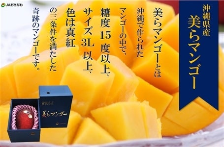産地直送 通販 お取り寄せ 沖縄県最高級ブランドマンゴー 沖縄県産 美らマンゴー おきなわ ちゅら島 jaタウン 産地直送 通販 お取り寄せ 沖縄県最高級ブランドマンゴー 沖縄県産 美らマンゴー おきなわ ちゅら島 jaタウン