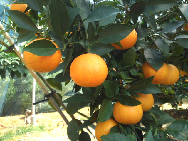 【12月10日頃より発送】あまSUN 2kg箱