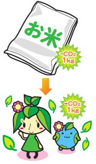 【増量】精米 新潟県産 コシヒカリ 5.25s×2袋 令和7年産