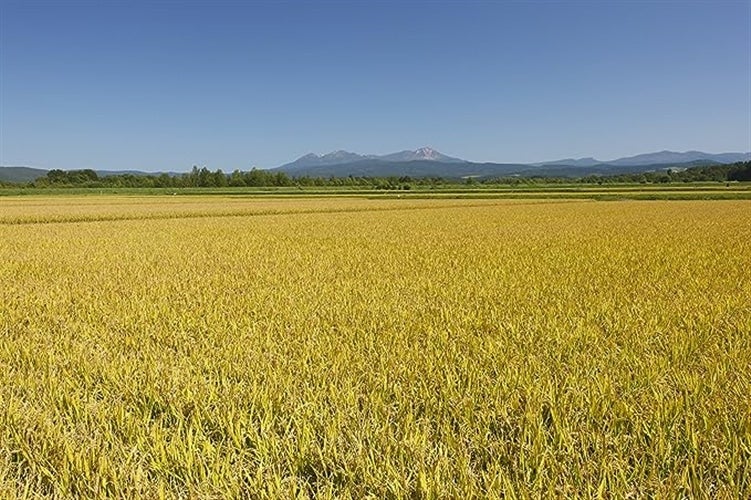 令和4年産:　北海道産　5kg　お取り寄せ　無洗米　通販　ななつぼし　全国おいしいお米発見|【ＪＡタウン】産地直送