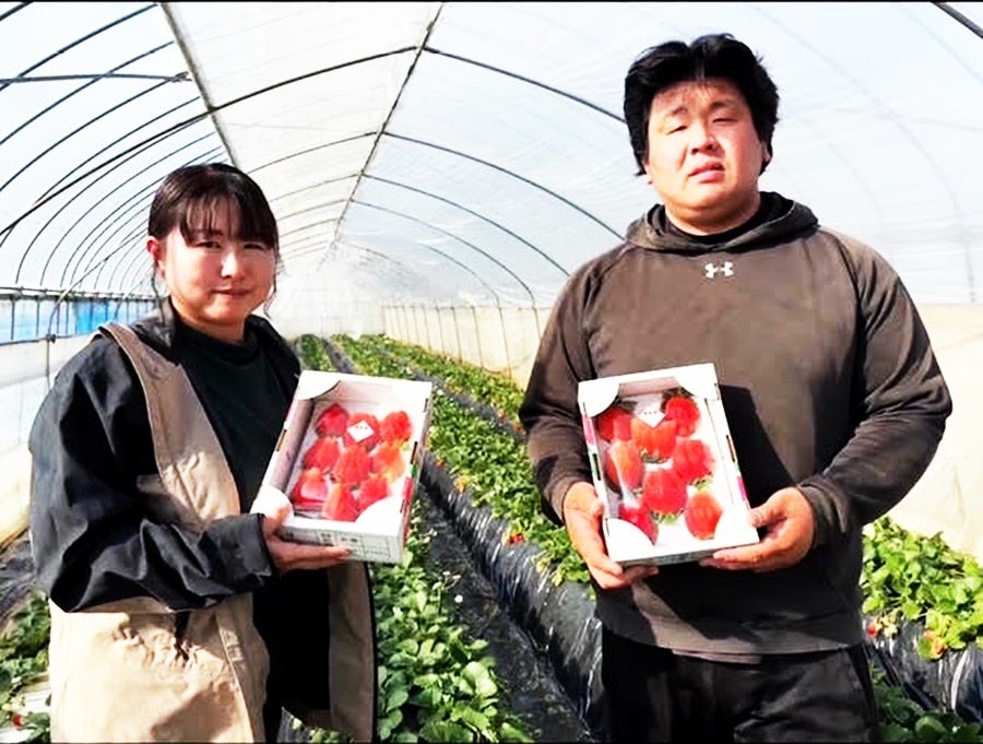 【在庫あり】 群馬県伊勢崎市産 いちご【やよいひめ】 ４Ｌ×４パック入: ＵＭＡＩＺＯマーケット|【ＪＡタウン】産地直送 通販 お取り寄せ ウエイトトレーニング