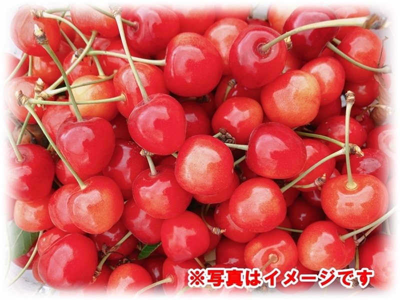 さくらんぼ【佐藤錦】特A品 バラ詰め500g L～2L: UMAIZO