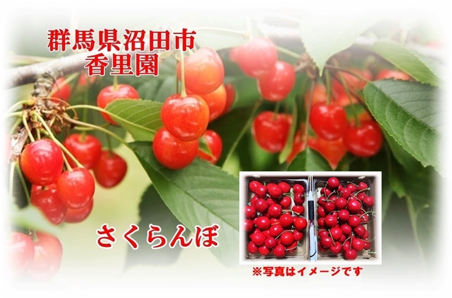 さくらんぼ【佐藤錦】特A品 バラ詰め500g L～2L: UMAIZO
