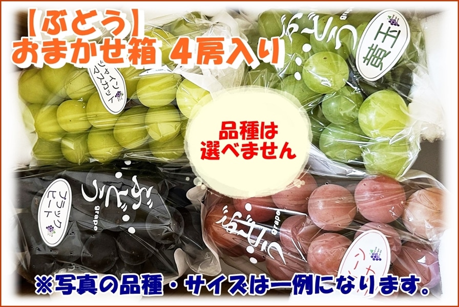 シャインマスカット: UMAIZOマーケット|【JAタウン】産地直送