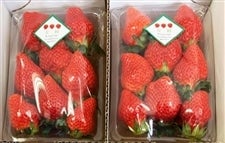 �Q�n���ɐ���s�Y�@�������y����z�Q�p�b�N��