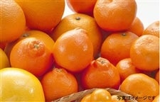 柑橘５種詰め合わせセット
