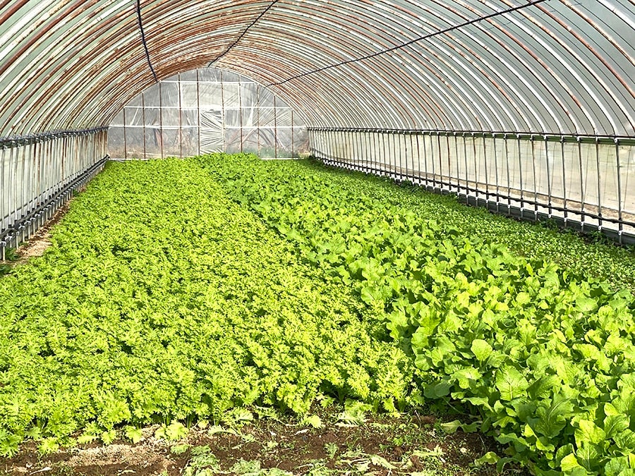 産地直送 通販 お取り寄せ山口農園 有機野菜4品のおまかせ詰合せ+カレー2食セット: きんきのA(え)~もん屋|JAタウン 産地直送 通販 お取り寄せ山口農園 有機野菜4品のおまかせ詰合せ+カレー2食セット: きんきのA(え)~もん屋|JAタウン