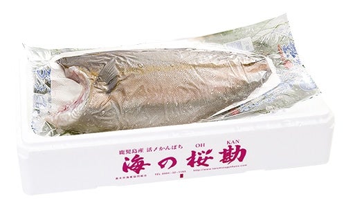 産地直送 通販 お取り寄せ海の桜勘カンパチフィーレ生食用 約1.2～1.5kg位(鹿児島県産・養殖): 鮮魚専門店魚力|ＪＡタウン