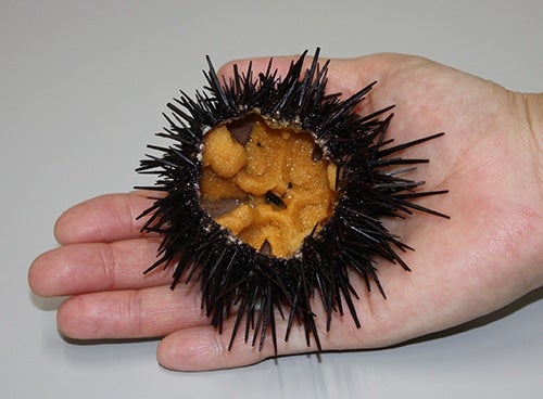 殻付きウニ10個｜夏限定！三陸から直送の生うに（岩手県産）: 鮮魚専門
