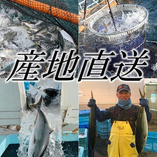 産地直送 通販 お取り寄せ鹿児島県産ブリ皮付きロイン生食用 2本入 約0 6 0 7kg位 養殖 鮮魚専門店魚力 ｊａタウン