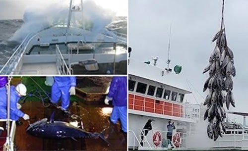 獲ったまぐろは船上で急速凍結。鮮度を保ったまま日本に運ばれます。