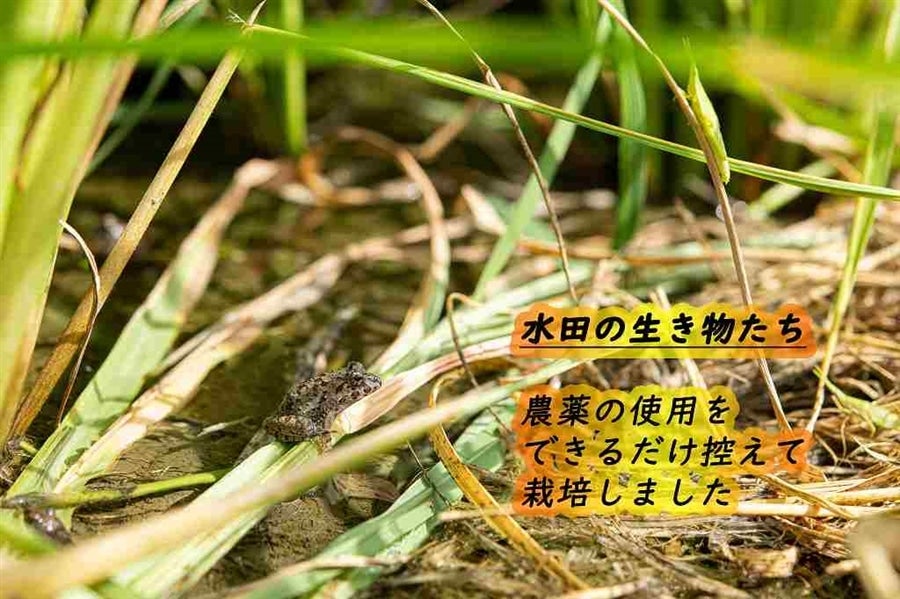 【岐阜大学産】ハツシモ玄米10kg【令和7年産】