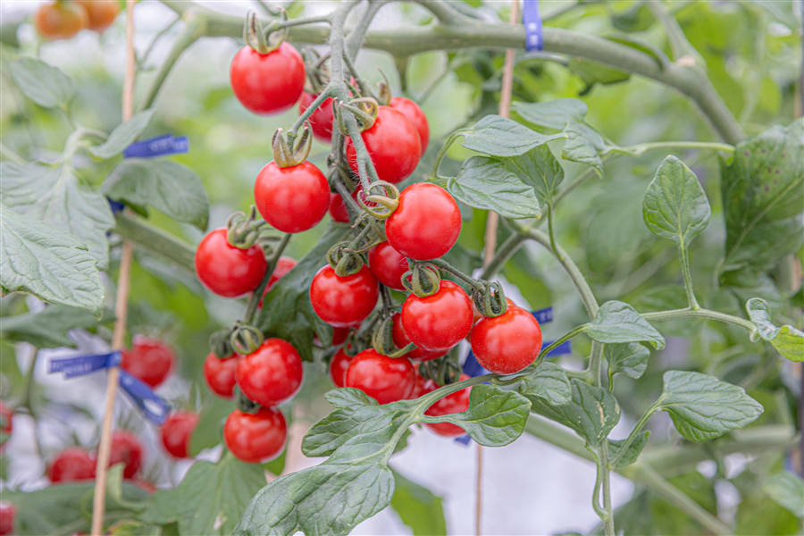 【新春生活応援CP】ミニトマトジュース 12本セット