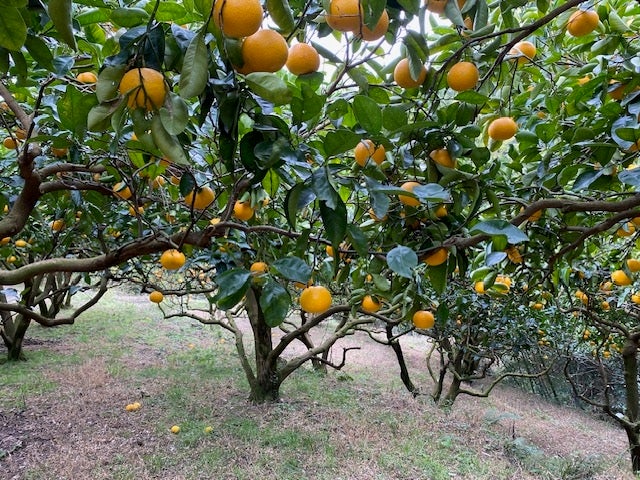和歌山有田産　八朔　材木問屋。 和歌山県有田産 八朔（9kg）: 農福市場|【JAタウン】産地直送 通販