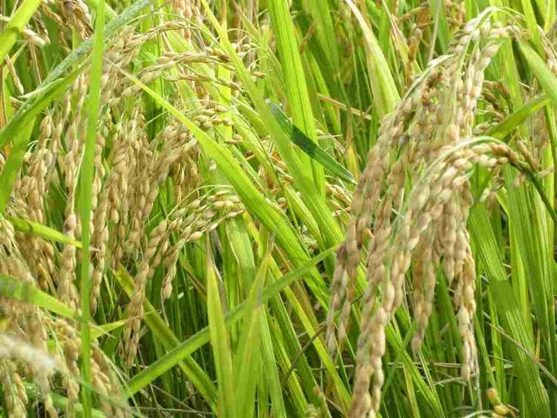 【岐阜大学産】ハツシモ玄米10kg【令和7年産】