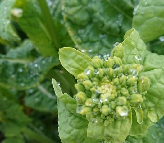 �E�݂��č؉ԁ@1��  4kg �i�ŏI�o�ד��Q��27���j�①�z��