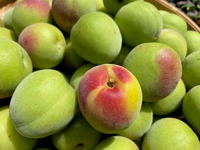 �����_���̋I�B�̓썂�~�@�~ L~LL�i3kg)