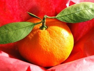 _ސ݂Ek