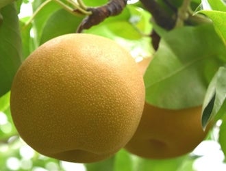 HiÂj