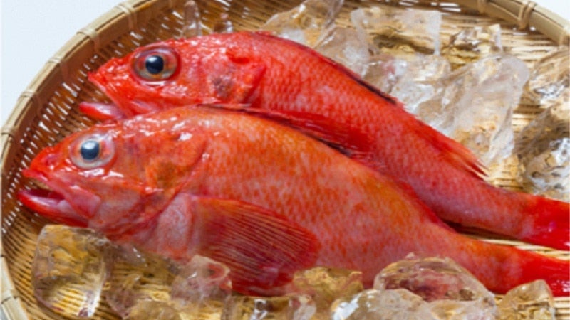 産地直送 通販 お取り寄せ 北海道根室産 季節の鮮魚ボックス 内臓除去 カネコメ高岡商店 ｊａ新おたる紹介 ｊａタウン