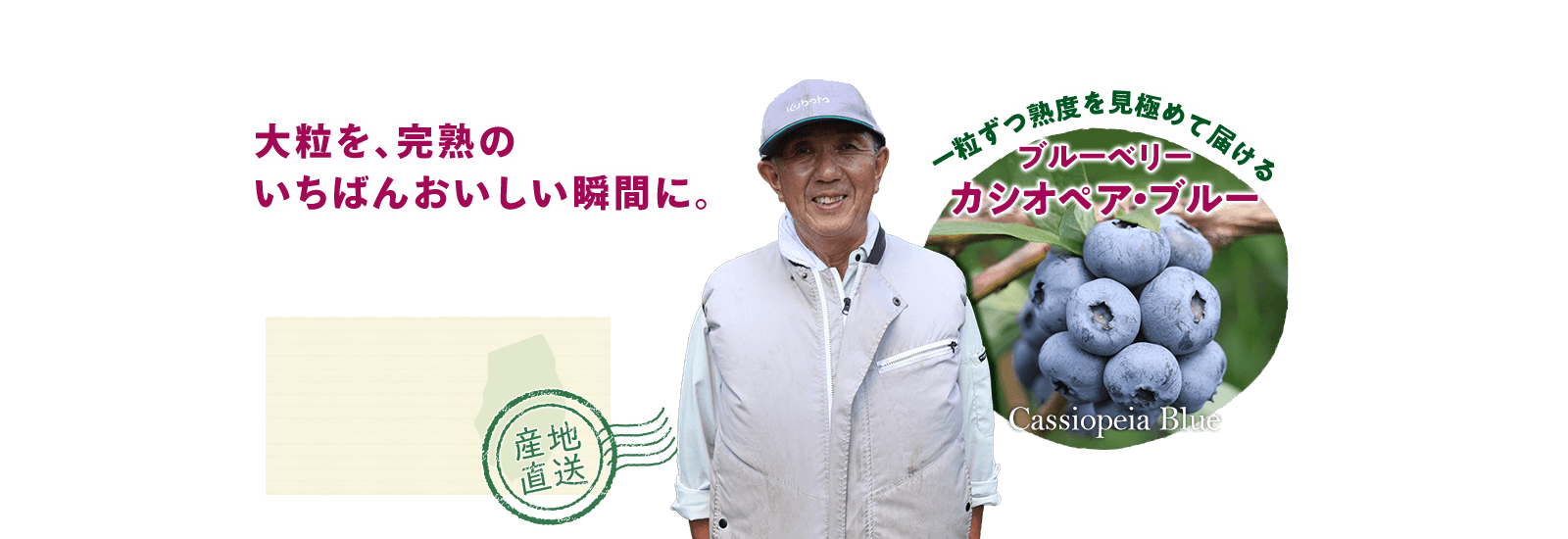 生産者インタビュー いわて純情セレクト ブルーベリー「チャンドラー