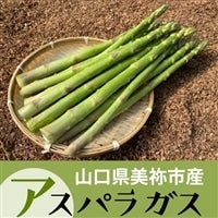 <font color=green size=4><b> �m�d�v�I </font></b>���V���b�v���o��I�I�R�������I�s��<b><font size=4 color=green>�u�A�X�p���K�X�v</font></b>�������̓R�`�������