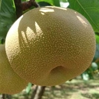 <font color=burlywood size=4><b>�t�o�I </font></b>���̃V�[�Y���̓����I<font color=burlywood size=4><b>�u�K��(��������)���v</b></font>�̔��J�n���܂�����