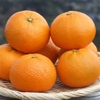 <font color=hotpink size=4><b>�ē��ׁI </font></b> �R�����I���W�i�����k<font size=4 color=hotpink><b>�u���Ƃ݁v</font></b>�������̓R�`�������