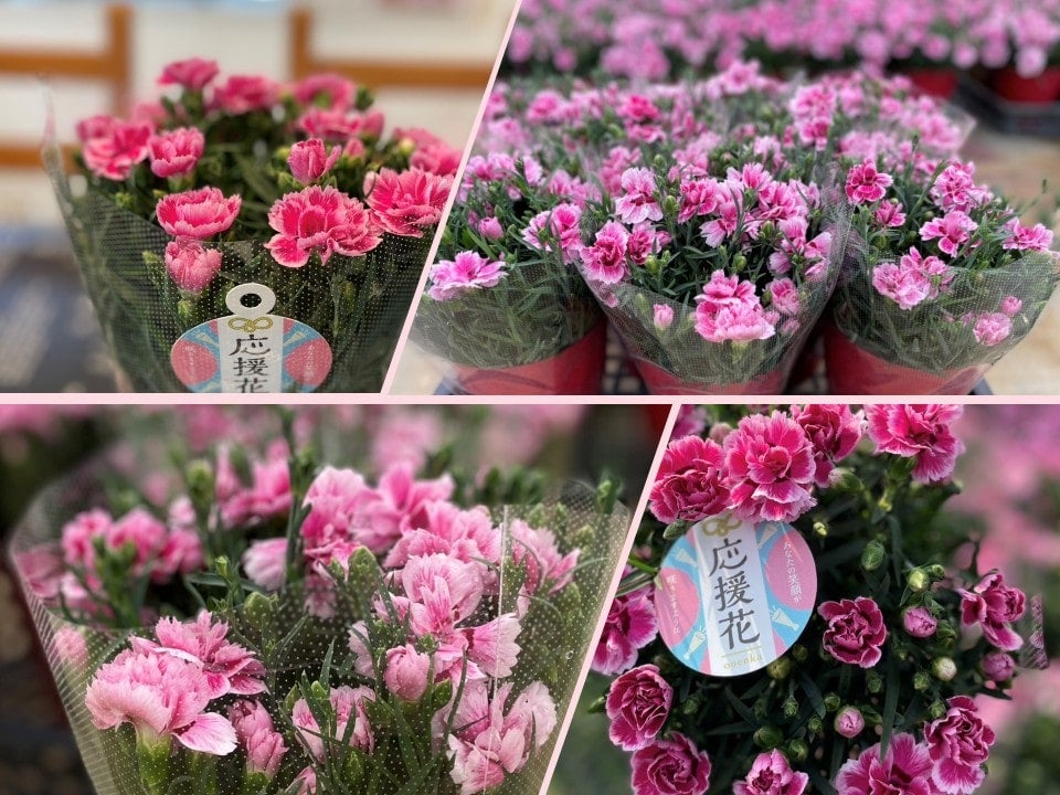 【新登場】埼玉県産「カーネーション 応援花」言葉では伝えにくい「がんばって!」の気持ちを応援花で伝えよう!