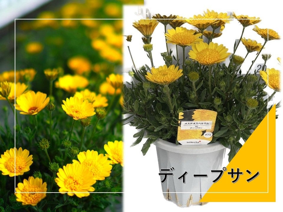 �y�V�o��z
��ʌ��Y �_�u���I�X�e�I�X�y���}�� 6�����i3�F�J���[�j�V�����I
�Ԃ������玟�ւƍ炫�A�����y���߂�̂������ł��B
�t�̃K�[�f�j���O�⌺�֐�̍ʂ�ɂ҂�����B
JA�^�E���̎Y�n�����ł��͂����܂��B