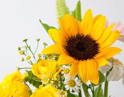 �t�����[�M�t�g