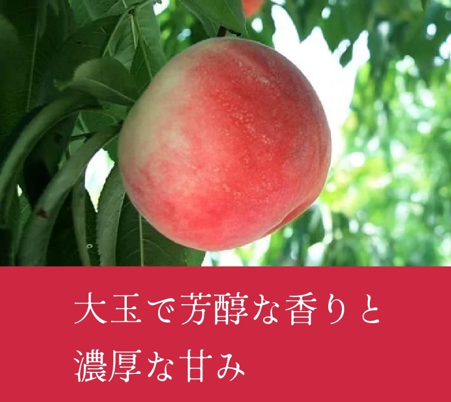 a̎R@쒆i̓j
