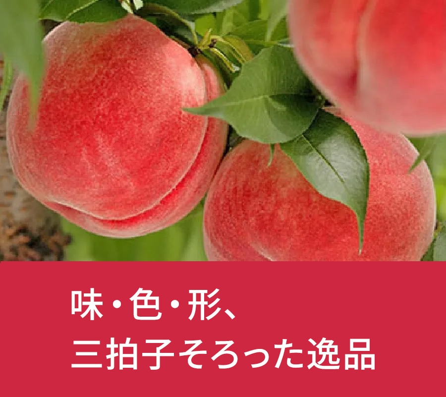 �R�����@�쒆������
