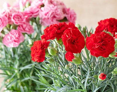 �J�[�l�[�V����