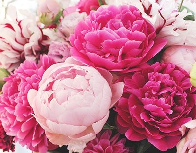 �t�����[�M�t�g