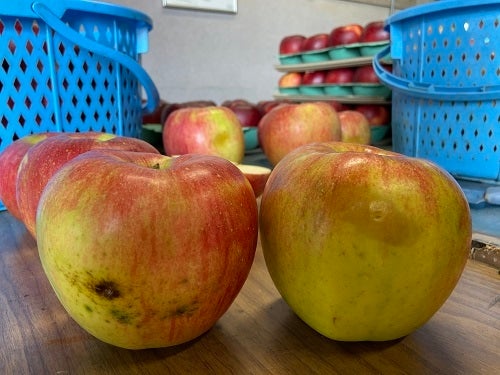 �A�C�e���摜