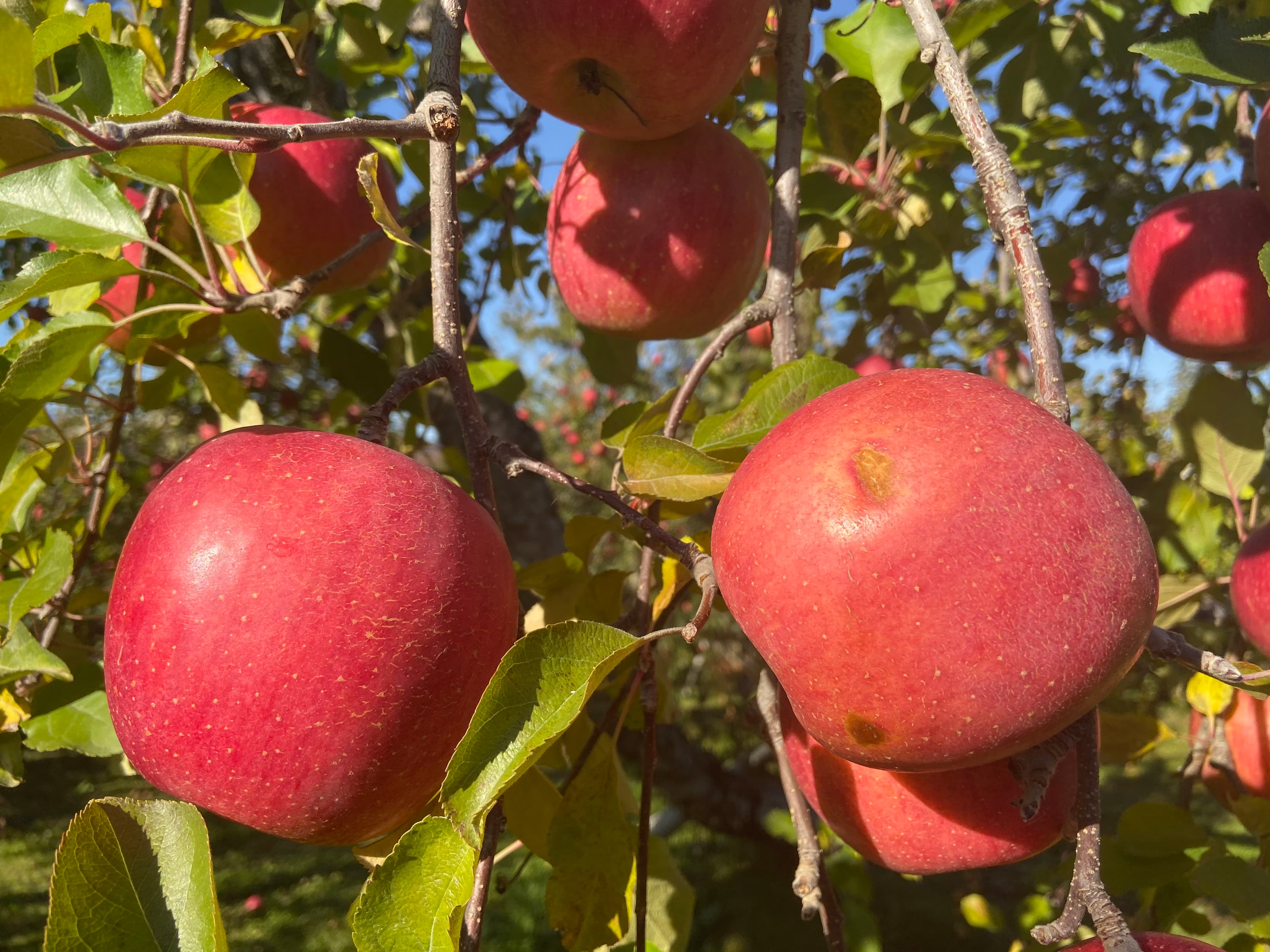 �A�C�e���摜