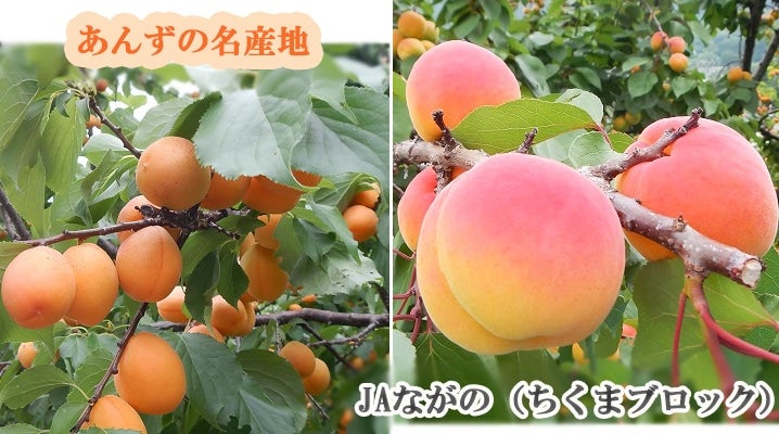 ＪＡタウン】産地直送 通販 お取り寄せ